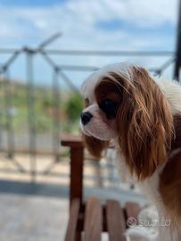 Femmina cavalier king