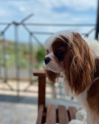Femmina cavalier king