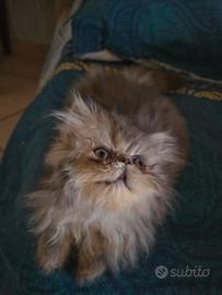 Gattina persiano