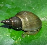 Lymnaea Stagnalis - Lumache Acqua Dolce - Acquario