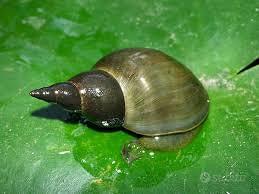 Lymnaea Stagnalis - Lumache Acqua Dolce - Acquario