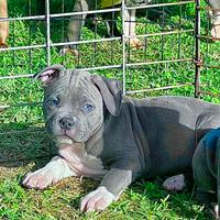 Amstaff blu occhi blu pedigree enci