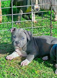 Amstaff blu occhi blu pedigree enci