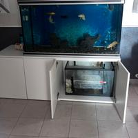 Acquario 320 litri + pesci e accessori