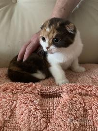 Scottish fold e straight pedigree ultimi cuccioli