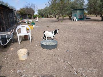 Capretto tibetano