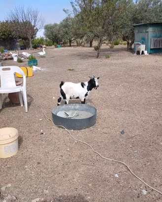 Capretto tibetano