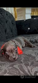 Cani in adozione