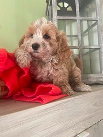 Cuccioli di Maltipoo