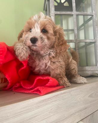 Cuccioli di Maltipoo