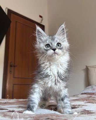 Maine Coon femmine pedigree AGI