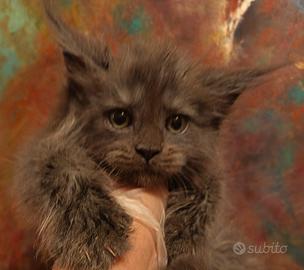 Maine Coon Blue Cream Pedigree