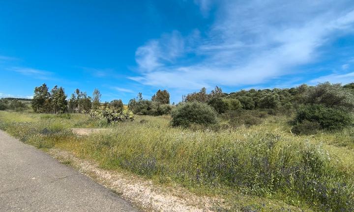 R.IBASSO Terreno Agricolo 5600 mq - Monastir (CA)