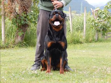 Rottweiler maschio