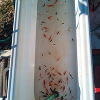 Pesci rossi - Carassius auratus