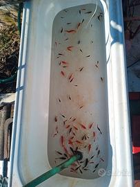 Pesci rossi - Carassius auratus