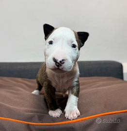 Bull terrier Miniature