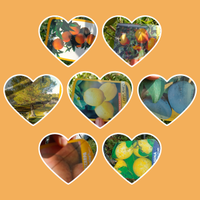 Piante e alberi da frutta