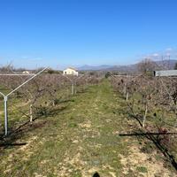 Impalcatura a Y per piantagione