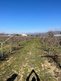 Impalcatura a Y per piantagione