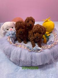 Barboncini toy pedigree ENCI