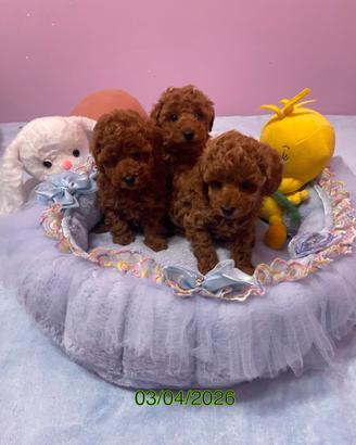Barboncini toy pedigree ENCI