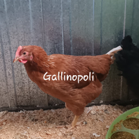 Gallina ovaiola rossa(Isa brown)