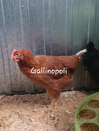 Gallina ovaiola rossa(Isa brown)