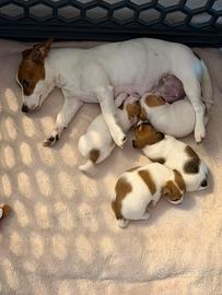 Cuccioli maschi di Jack Russell Terrier
