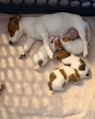 Cuccioli maschi di Jack Russell Terrier