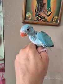 Parrocchetti dal collare cleartail