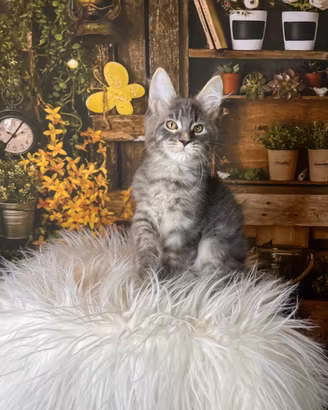 Maine Coon