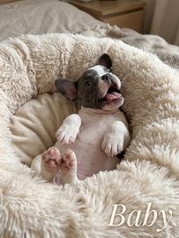 Cucciola bulldog francese Exotic-Mini