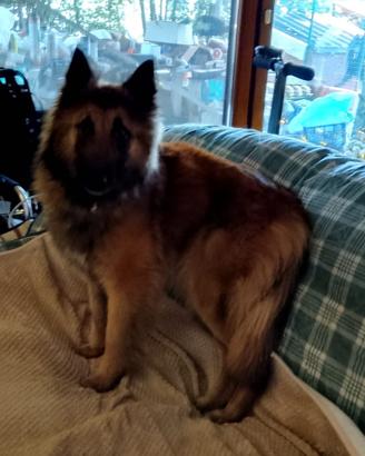 Cuccioli Pastore Belga tervuren e gronendal