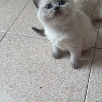Gatto scottish fold et shorthair