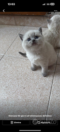 Gatto scottish fold et shorthair