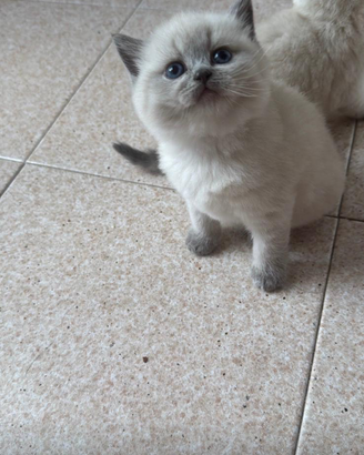 Gatto scottish fold et shorthair