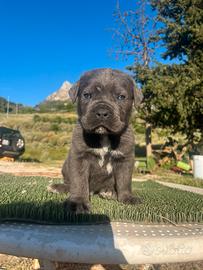 Cuccioli cane corso