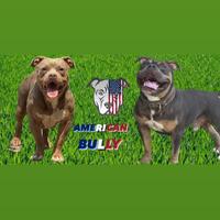 Cuccioli American bully