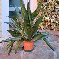 Sansevieria