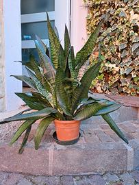 Sansevieria