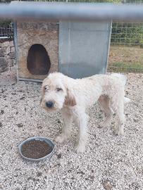 cane da caccia da seguita al cinghiale
