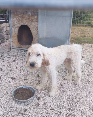 cane da caccia da seguita al cinghiale
