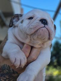 Bulldog inglesi