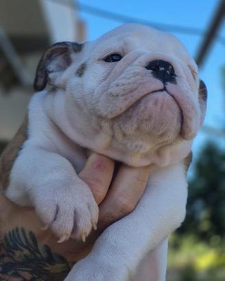 Bulldog inglesi