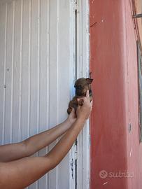 Pincher chihuahua toy