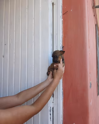 Pincher chihuahua toy