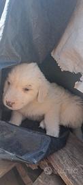 Cuccioli coccolosi (meticcio, incrocio maremmano