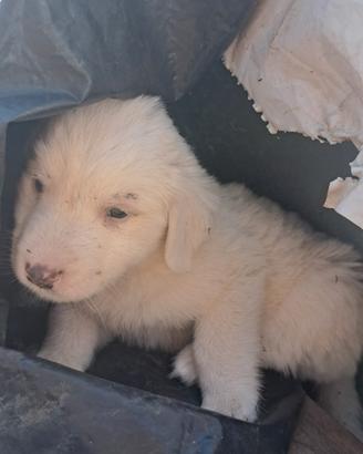 Cuccioli coccolosi (meticcio, incrocio maremmano