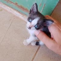 Gattino di 1 mese (già svezzato e sverminato)